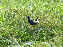 Porphyrio alleni
