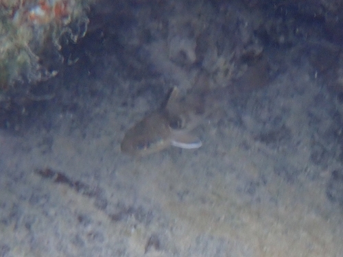 Reef-flat cardinalfish (Apogonichthyoides taeniatus) — Apogonidae