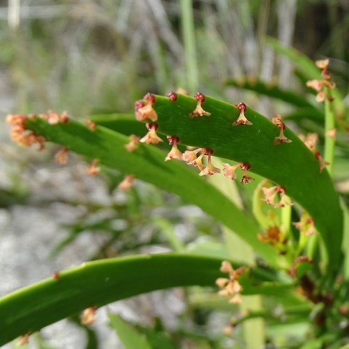 Phyllanthus epiphyllanthus, photograph 6