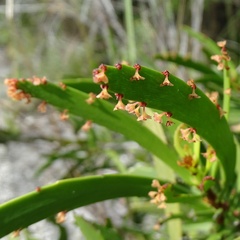 Phyllanthus epiphyllanthus, photograph (c) Stan Shebs, some rights reserved (CC BY-SA)