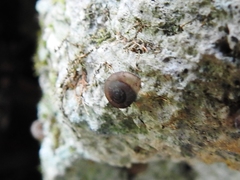 Zonitidae