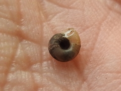 Zonitidae