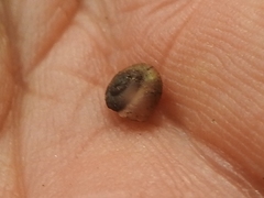 Zonitidae
