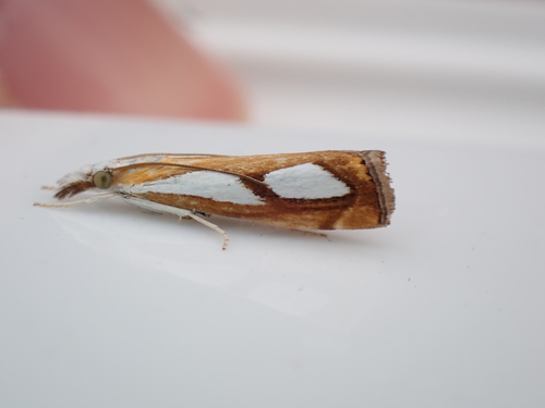Pearl Grass-veneer, Schiermonnikoog, Niederlande, photo 10 of 10
