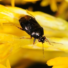 Deraeocoris bakeri
