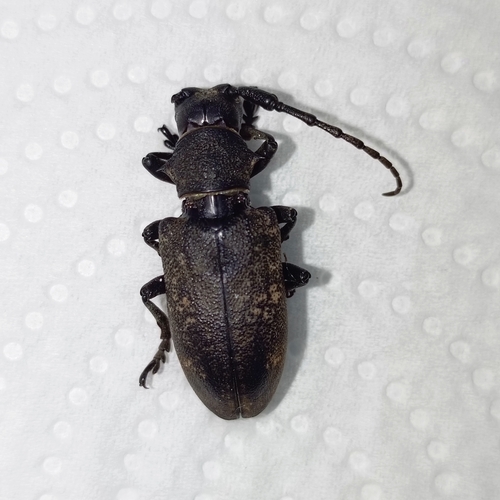 Weaver beetle
