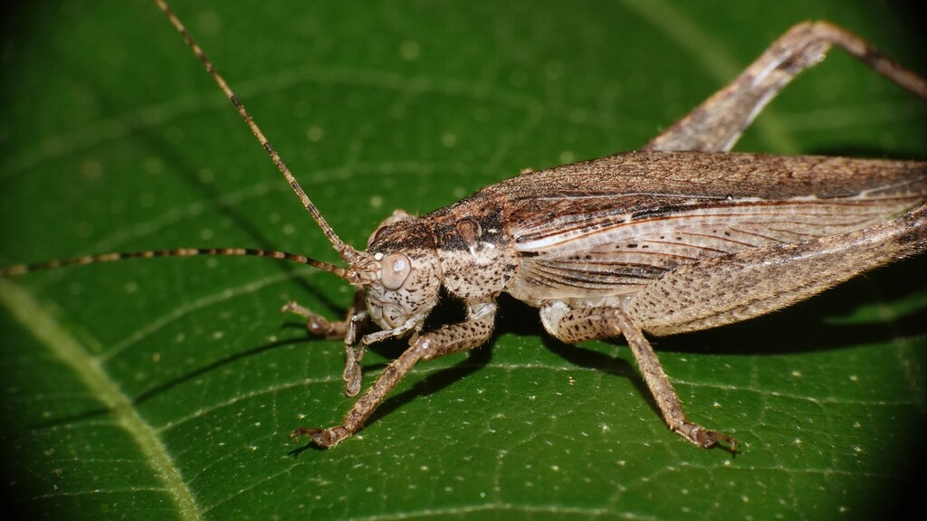 Podoscirtinae