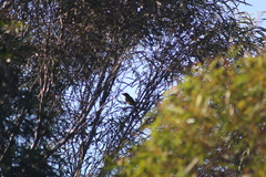 Lichenostomus melanops
