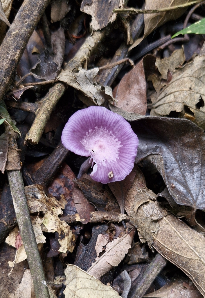 Leucocalocybe · June 2025 · photo: © corraleh (iNaturalist, cc0)