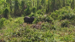 Hydrochoerus hydrochaeris