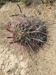 Hamatocactus