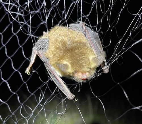 Natterer's Bat
