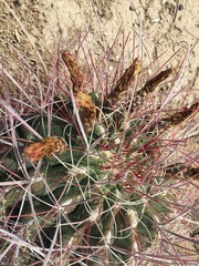 Hamatocactus
