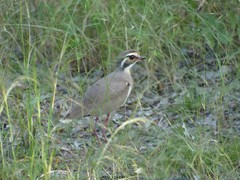 Rhinoptilus chalcopterus