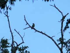 Poicephalus cryptoxanthus