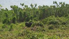 Hydrochoerus hydrochaeris