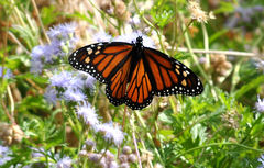 Danaus plexippus