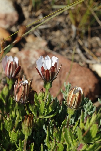 Image of Dimorphotheca walliana by (c) Karen Eichholz, some rights reserved (CC BY)