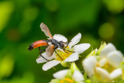 Unknown species found near Ravalli County, MT, USA