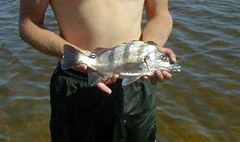 Rhencus macracanthus