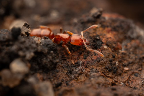 Hypoponera congruaHypoponera congrua