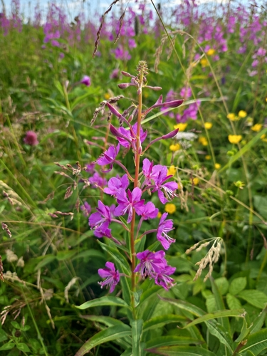 fireweed