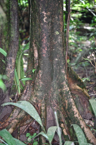 Hymenopus heteromorphus observed 2025-06-11