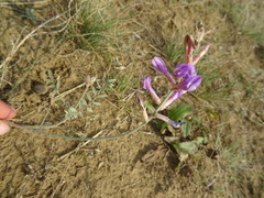 Astragalus varius