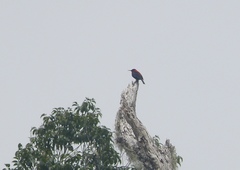 Myzomela rosenbergii