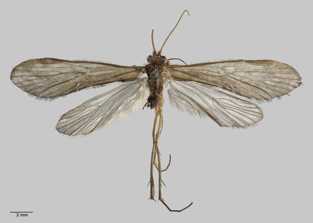 Hydrobiosis falcis