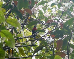 Myzomela rosenbergii