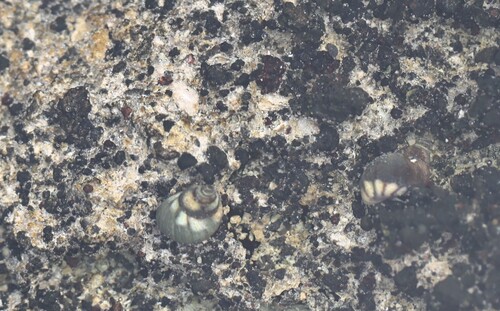 Echinolittorina hawaiiensis observed 2025-06-30