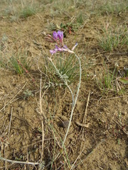 Astragalus varius