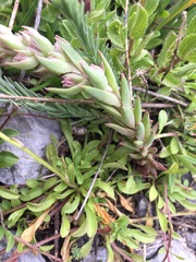 Villadia aristata