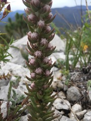 Villadia aristata