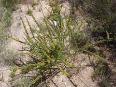 Aspalathus spinosa, photograph (c) Nicola van Berkel, some rights reserved (CC BY-SA)