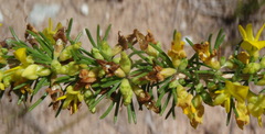 Aspalathus spinosa, photograph (c) Nicola van Berkel, some rights reserved (CC BY-SA)