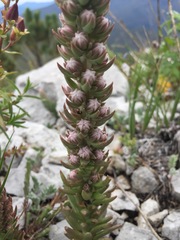 Villadia aristata