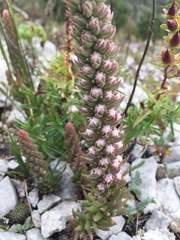 Villadia aristata