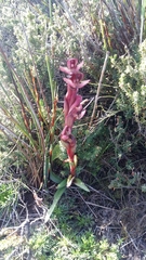 Disa ophrydea
