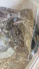 Boa constrictor constrictor