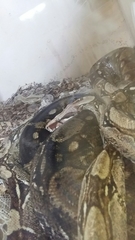 Boa constrictor constrictor