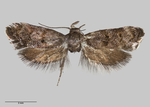 Trachypepla minuta