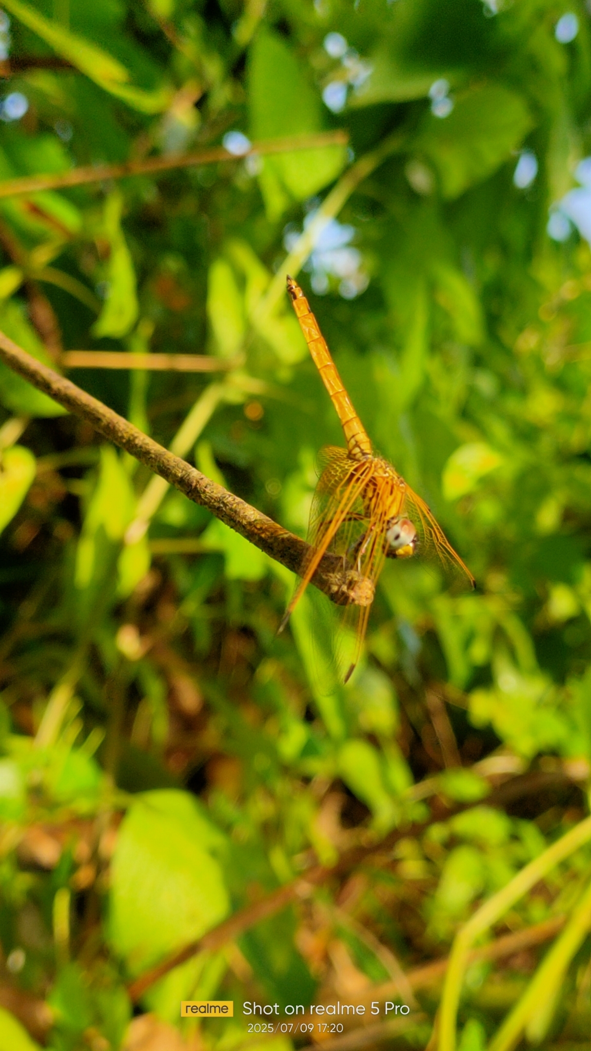 Crimson Marsh Glider