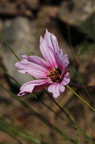 Monsonia speciosa