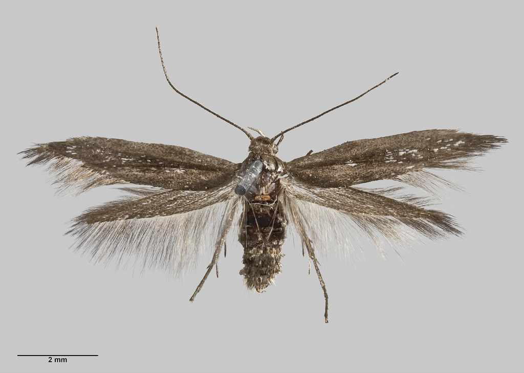 Scythris nigra