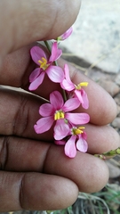 Ixia scillaris