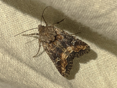 Lacinipolia circumcincta