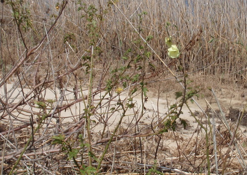 Hibiscus ludwigii