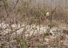 Hibiscus ludwigii